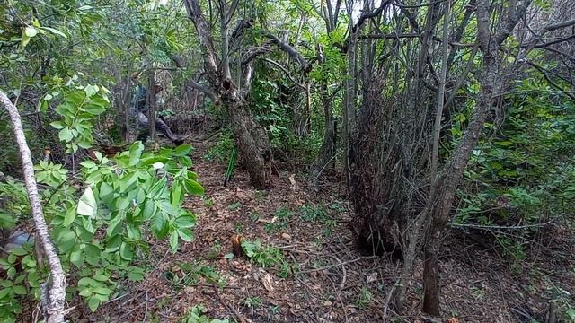 #1 МЫ купили ЗАБРОШЕННУЮ ДАЧУ /Начало / С чего начать? /Расчистка участка