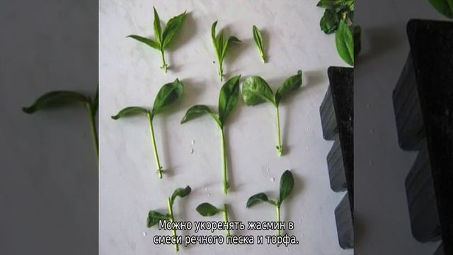 Как размножить жасмин черенками