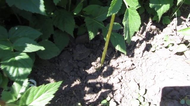 малина, сорт "Мария", 30 мая 2017 г. "рост" малины 1.8 метра.