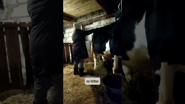 как можно ставить уколы корове. прокалываем корове кальций.