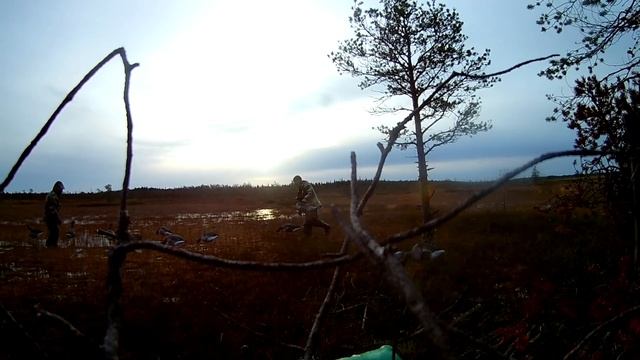 Осенняя охота на гуся. Октябрь 2023г.