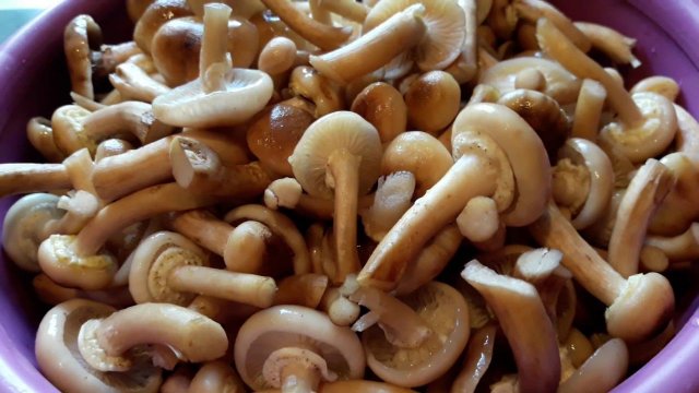 Опята, как быстро перерабатываю - солю и замораживаю