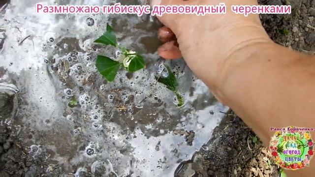 Размножаю гибискус древовидный черенками