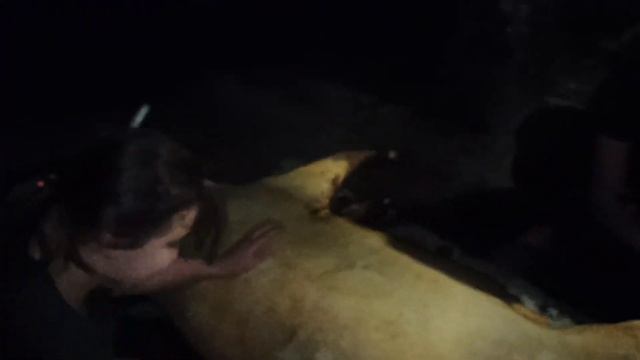 Забой свиньи