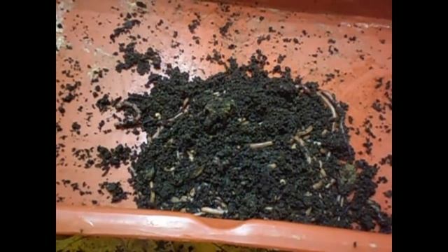 Ответы на вопросы/Разведение червя дендробена