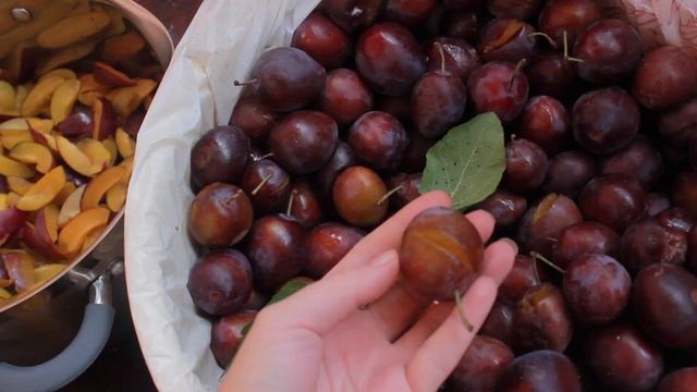 Что делать со сливами  - четыре способа переработки слив на зиму и не только.