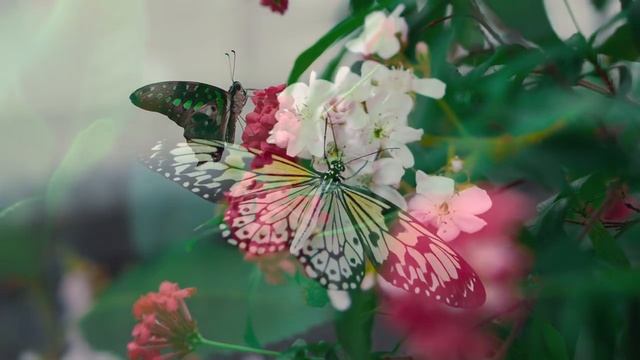 Бабочки, птицы и цветы релакс 4к