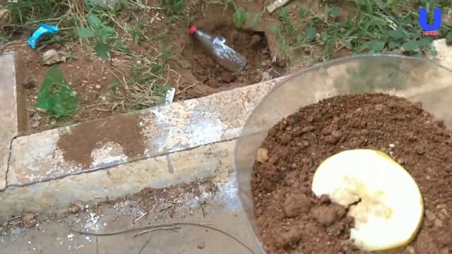 How to grow guava tree faster