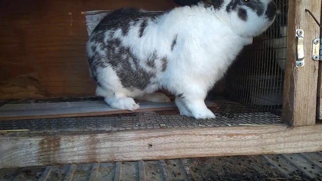 Помесь или порода? Кролики бабочки или полустрокач.