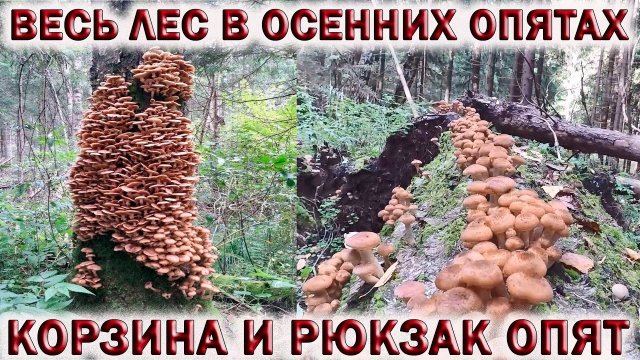 ?ГРИБЫ ОСЕННИЕ ОПЯТА МАССОВО ПОШЛИ В ПОДМОСКОВЬЕ.?СОБРАЛ КОРЗИНУ И РЮКЗАК ОПЯТ.