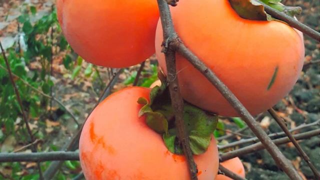 Стоит ли есть ХУРМУ! Польза и вред хурмы