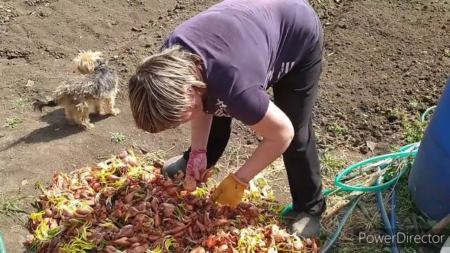 Огород Лук сорокозубка на Кубани 11.04.2020г.