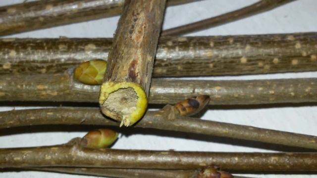 Орешник лещина как укоренить черенки зимой для посадки.Орешник лещина как размножить в домашних