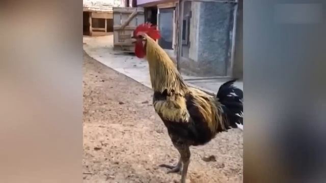 Приколы с котами! С ОЗВУЧКОЙ! СМЕШНЫЕ КОТЫ И СОБАКИ! Самы смешные животные