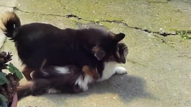 Cat mating dog  : )