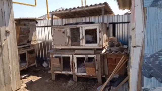 как помочь крольчатам, если крольчиха их раскидала?