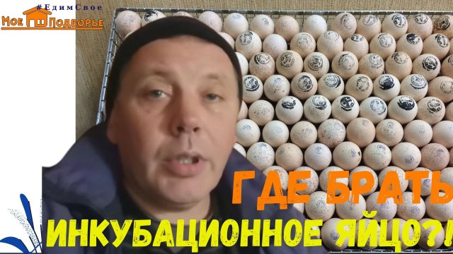 Разборки по инкубационному яйцу. Претензии к продавцу. "Мое Подворье"