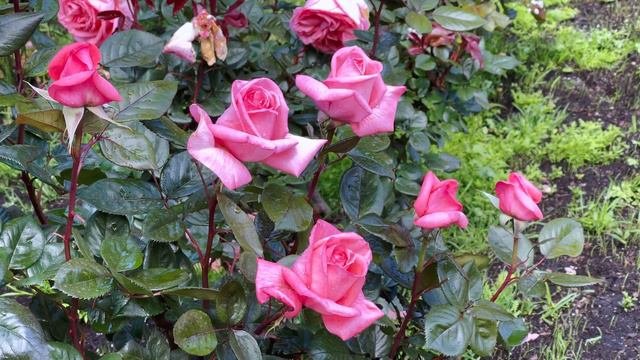 Rose Fragonard - Delbard rose