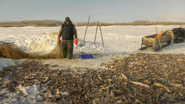 «Мёртвая» вода. Загарная рыбалка обских промысловиков | С полем!