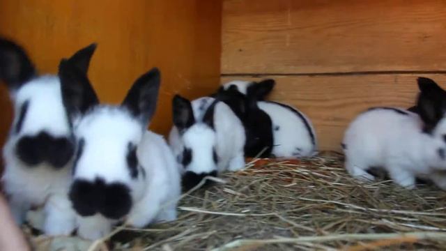 Кролики Немецкий пестрый великан (Строкач)