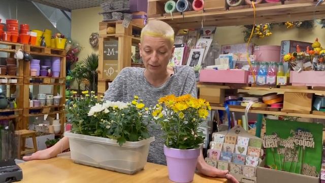 Хризантема в горшке - ручная ромашка в доме | Как правильно ухаживать после покупки