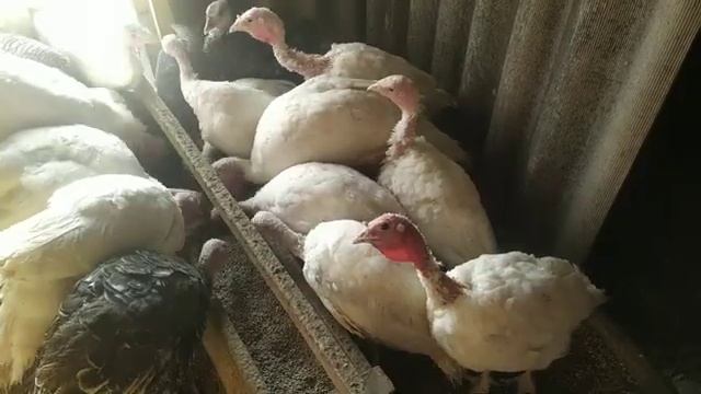 Всё про индюков. Как кормить? Растить? Содержать