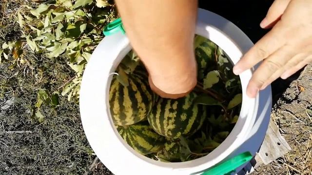 Настоящий рецепт Моченого Арбуза в Бочке /Соленый Арбуз /watermelon in a barrel salted watermelo