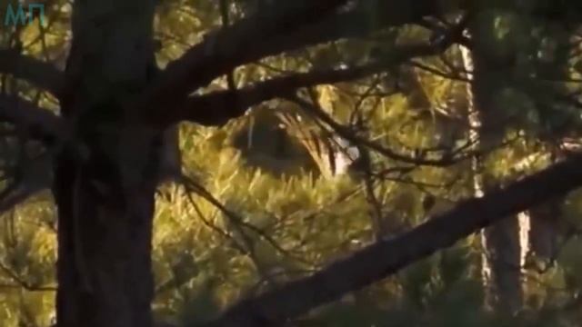6 РЕАЛЬНЫХ ДИНОЗАВРОВ Снятых На Камеру