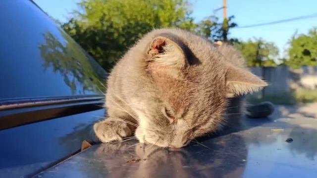 Котик - автолюбитель