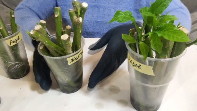 Бругмансия. Секреты укоренения и высаживания черенков.