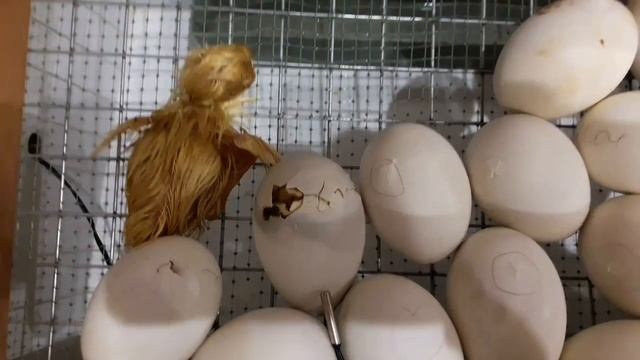 Инкубация яиц мускусной утки  в инкубаторе Блиц.