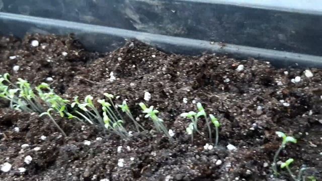 Рассада ГИПСОФИЛА  ПОЛЗУЧАЯ .