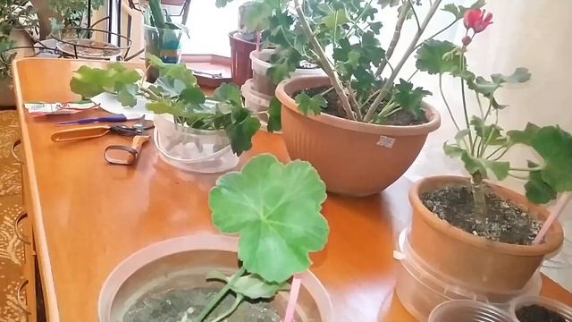 Пеларгония Герань Калачики Размножение Советы цветовода