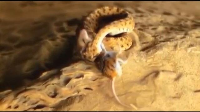 Рогатая гремучая змея пожирает пустынную мышь.