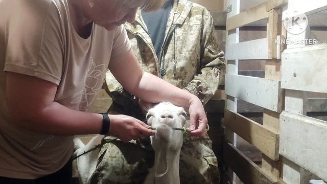 13. Коза переела. Желудок встал. Как лечим атонию преджелудков у козы.