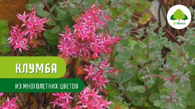 Клумба из многолетних цветов