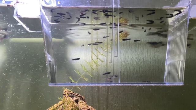 Нерест Моллинезии , размножение , принимаем роды. Рождение малька