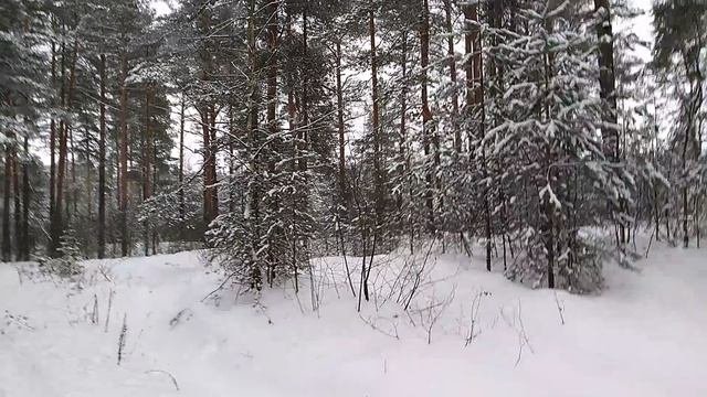 Любимый, сказочный, снежный, НОВОГОДНИЙ ЛЕС в Клязьминской пойме