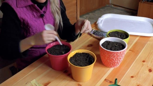 Как вырастить зелень на подоконнике. Выращивание зелени дома.