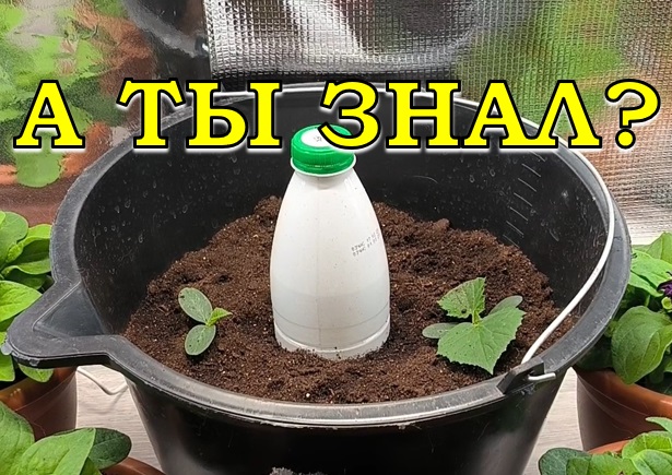 ОГУРЦЫ в ВЕДРАХ: сеем на ранний урожай СЕЙЧАС🥒🥒🥒