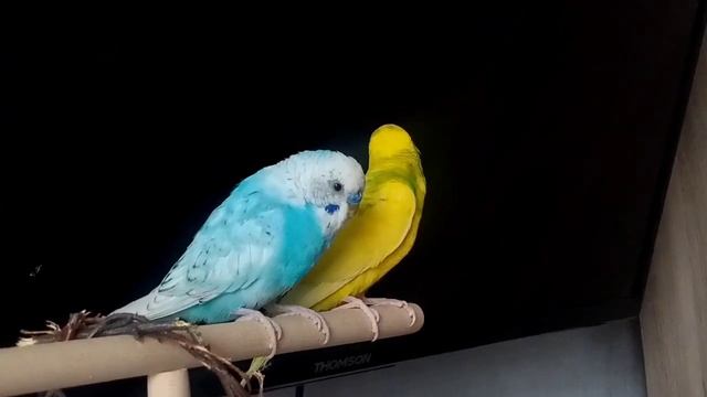 ПРИЧИНЫ СМЕРТИ ПОПУГАЯ! Почему УМИРАЕТ Волнистый ПОПУГАЙ?