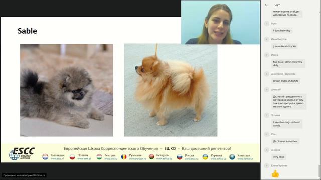 Домашние животные в нашей жизни How pets make our lives better