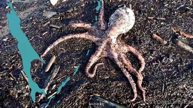 Сахалинские морепродукты. Дары моря.