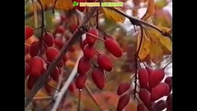 Барбарис обыкновенный. Полезные свойства и применение отваров и настоек барбариса