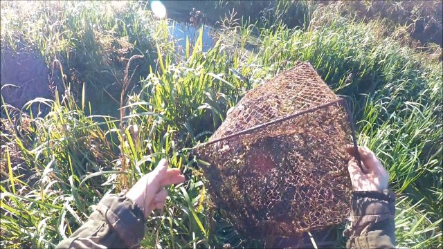 Охота на ондатру. Морды опять поймали (Будни охотника и рыбака)