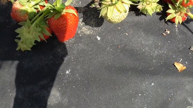 ДЕЛИ. Сорт клубники с очень хорошим вкусом. / мини-питомник КЛУБНИКА-МАЛИНА.