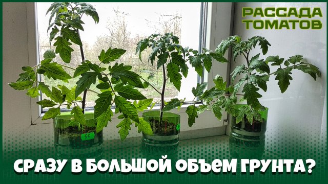 В чем опасность посева томатов на рассаду в большой объем грунта?