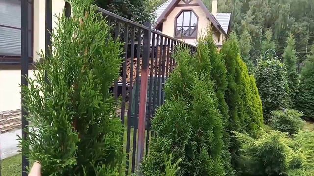 Туя западная Смарагд или Холмструп, как выбрать и в чем отличие?