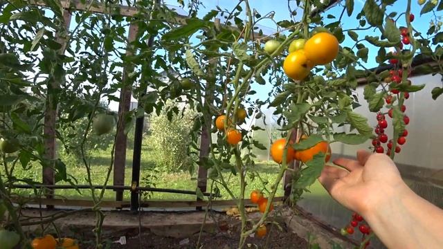 Томат Санька Золотой