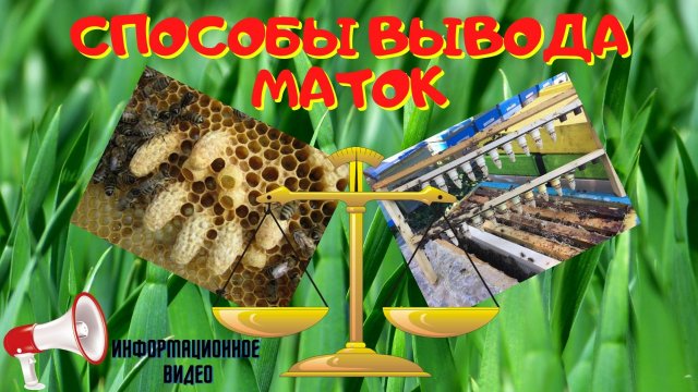 Способы вывода маток. - Информационное видео для начинающих пчеловодов.